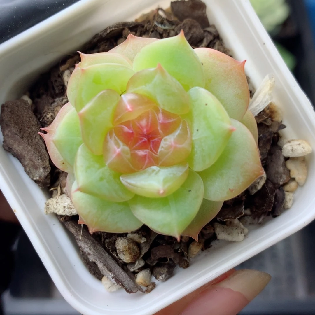 58包邮  群生不包整 148