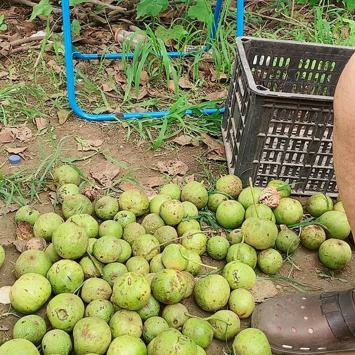 无花朵龙鼎青皮福利