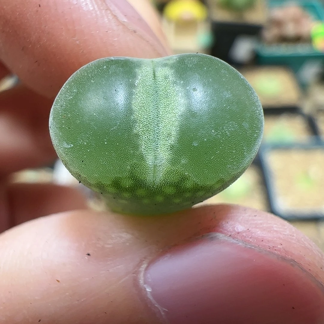 【闪购商品】195 绿安格