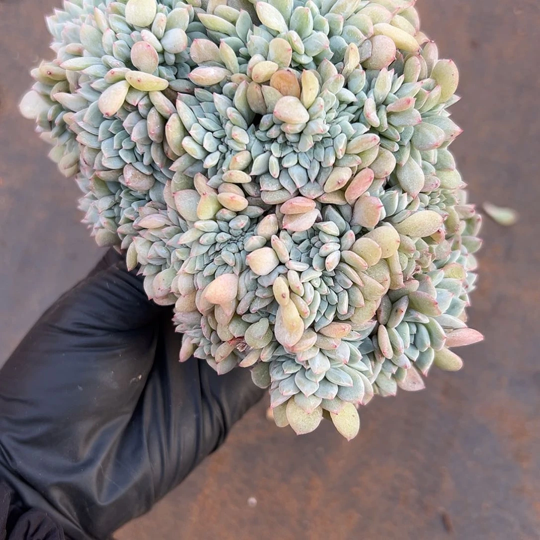 珊*珊珊000556556699