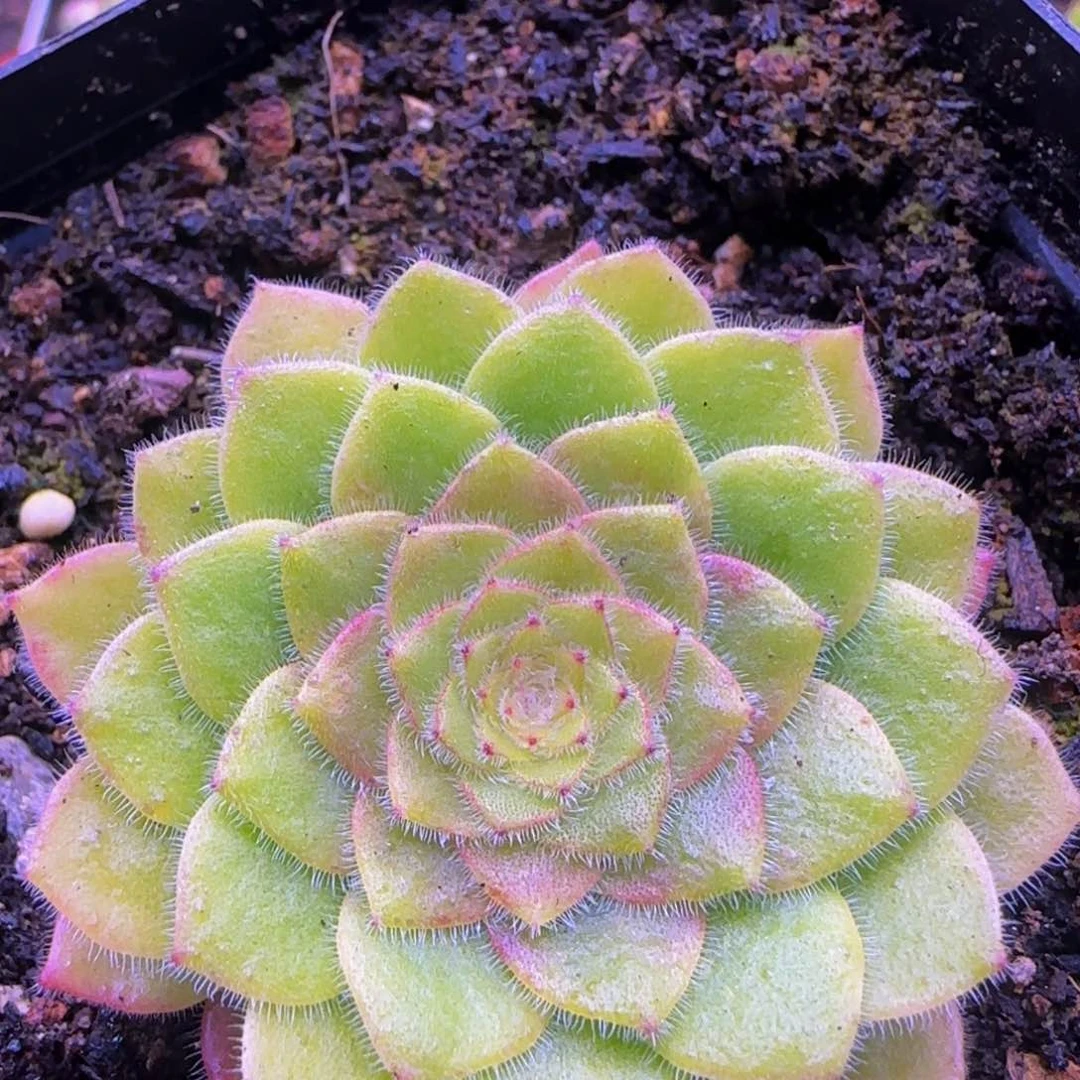 飞天惊鸿13568376868686868