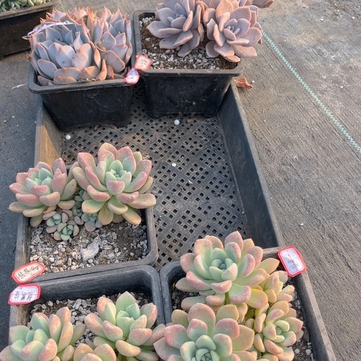 慧*梁露西娜华雪花斑露三颗