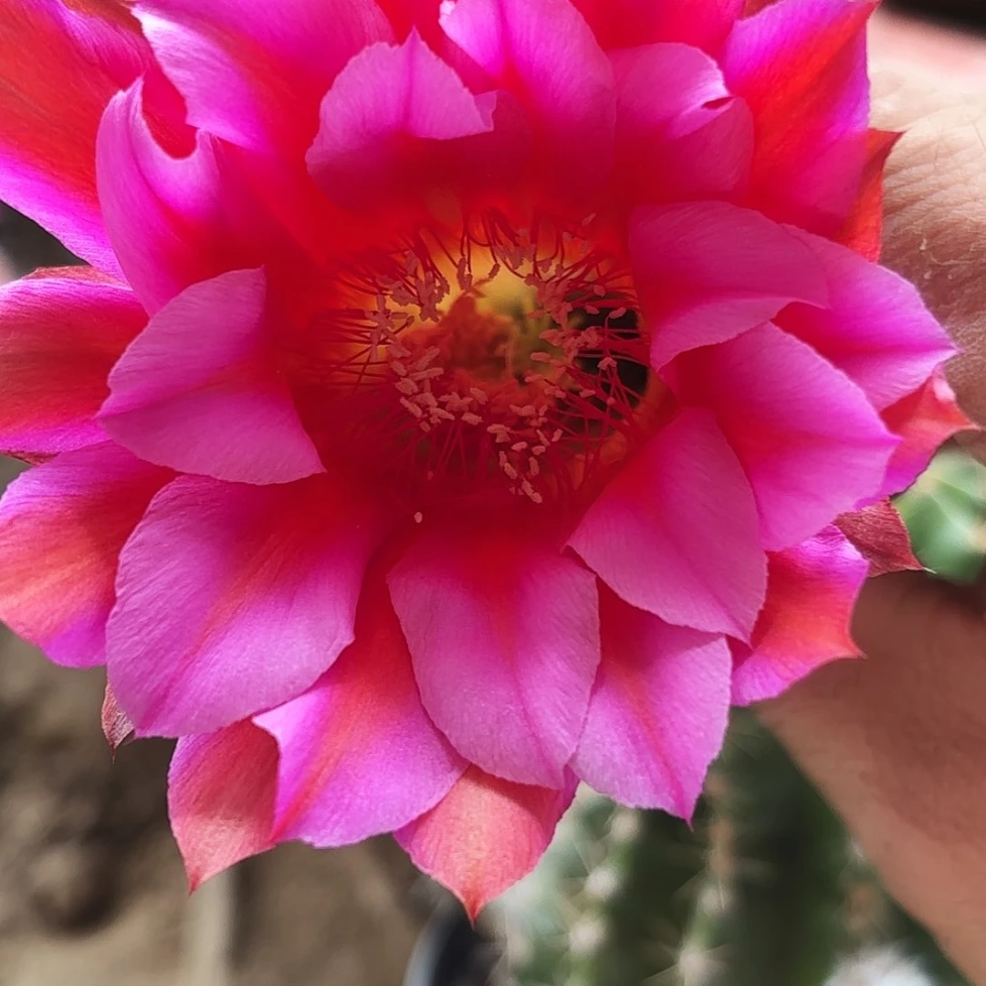223 实生脱土脱花瑕疵