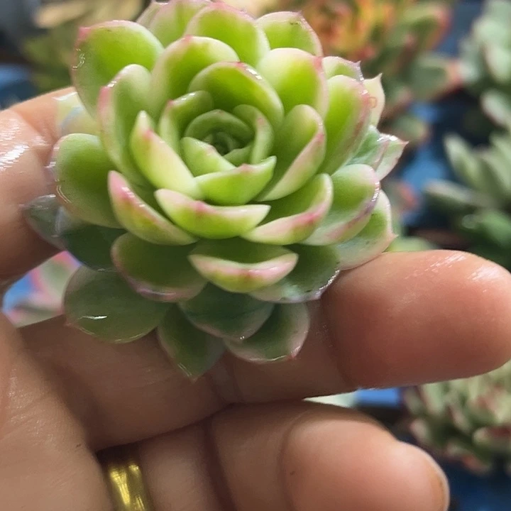 499茉莉花腹轮锦炸多肉