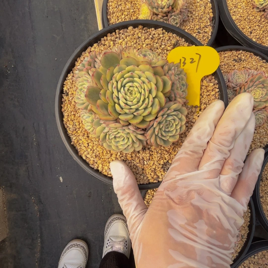 小***儿b27吉娃娃锦呀呀呀