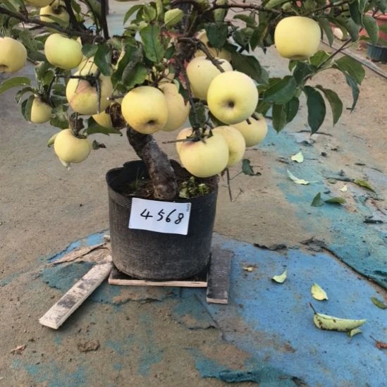 无花朵精品苹果盆景