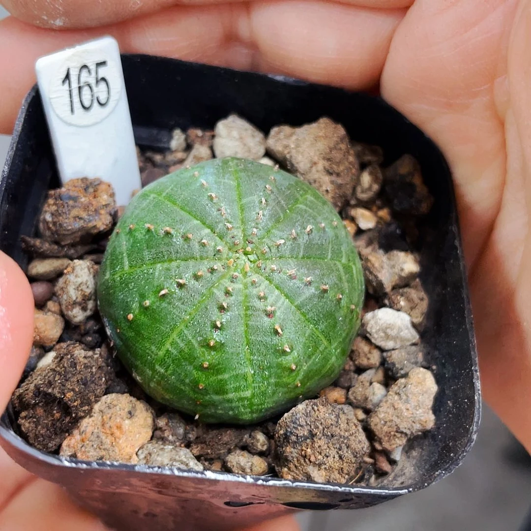 非偏远地区满25包邮仙人球