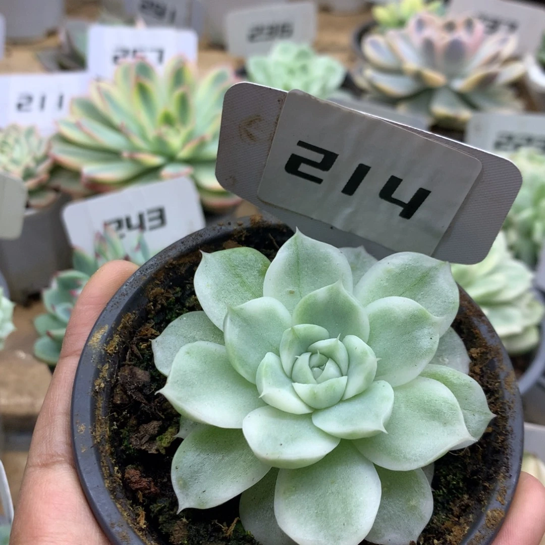 214白瓷麦秆锦锦锦锦