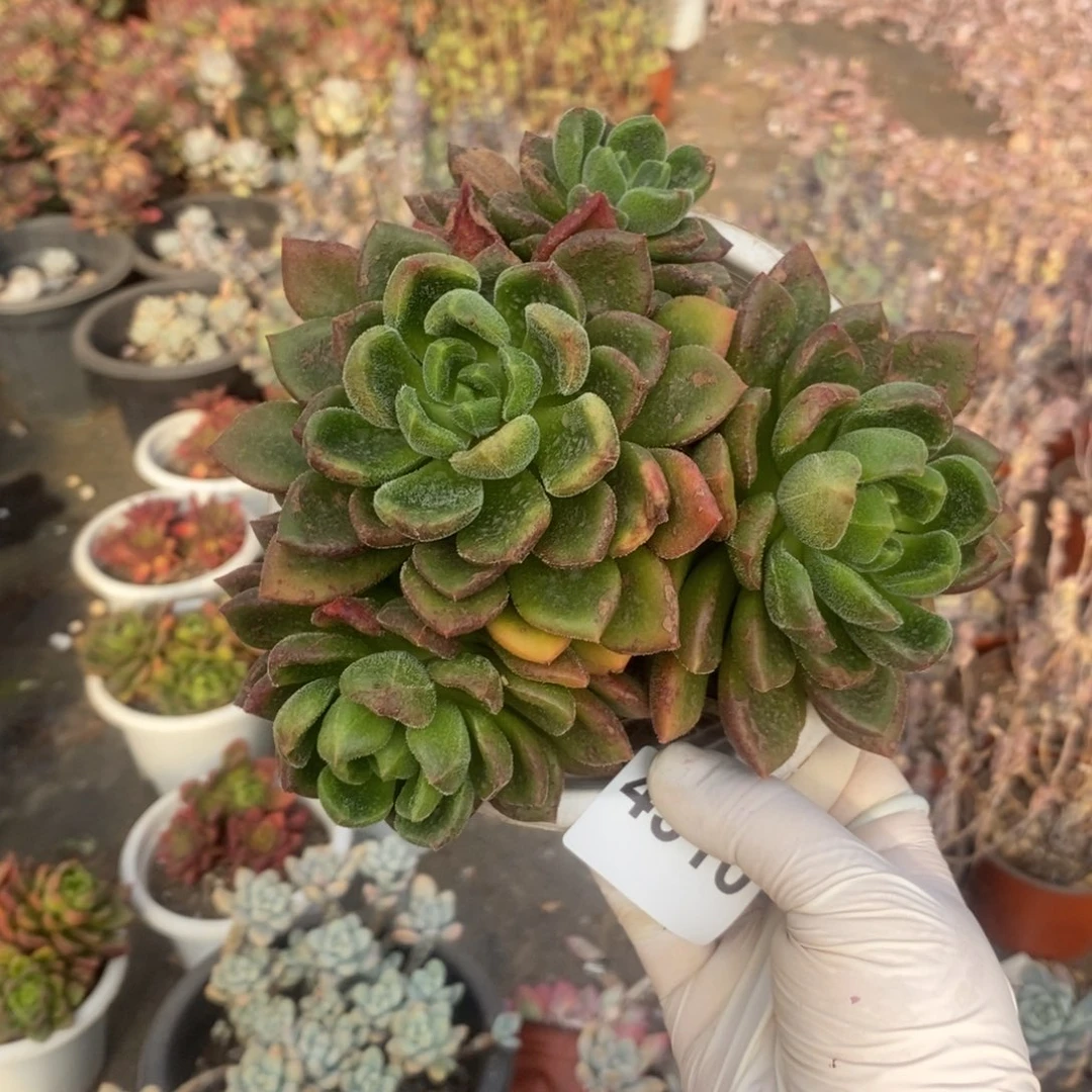 4310不知名一物一拍