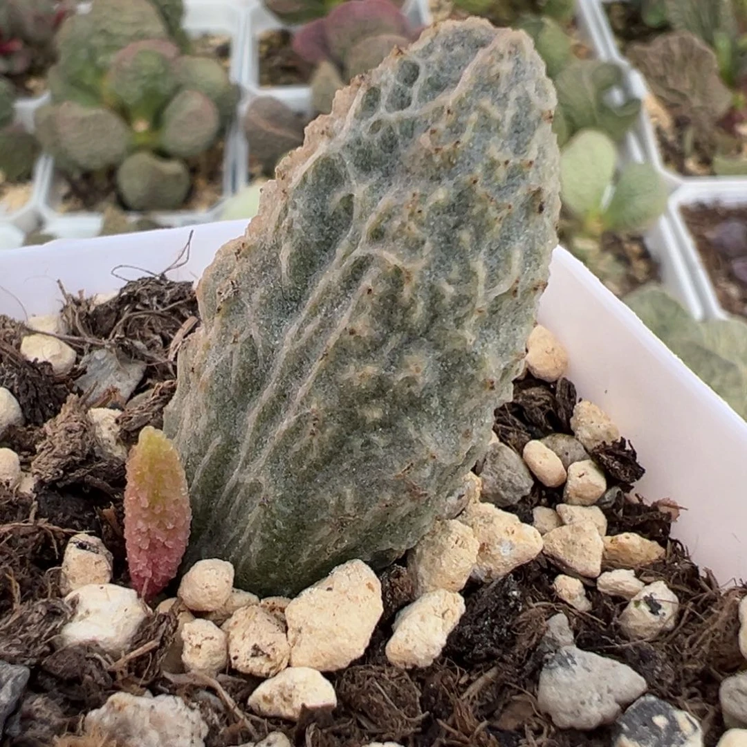 甘蓝大苗多肉植物水泡