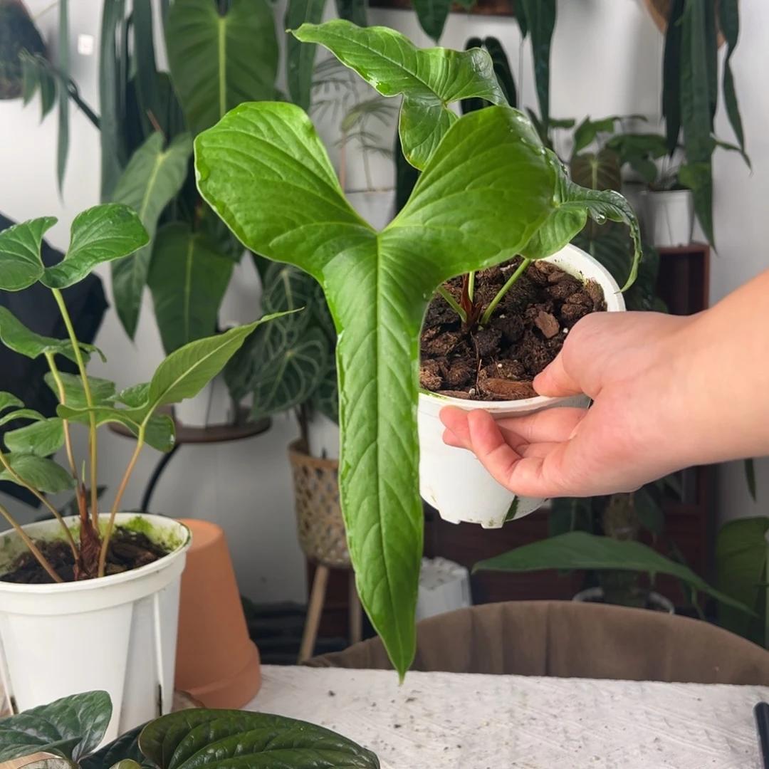 完全开放进口龙形花烛