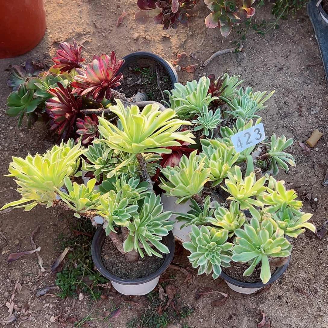 紫砂茶宠砍头乱桩5个423