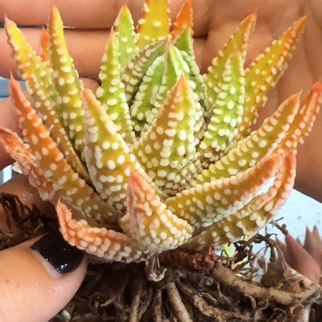 恐龙实生硬叶哈哈哈哈哈哈哈哈