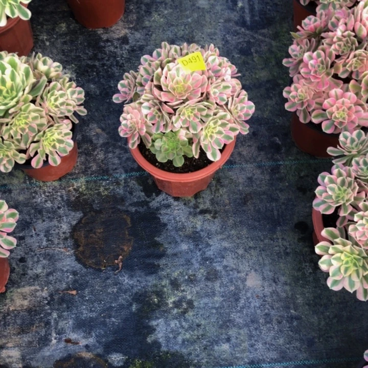 小***)女巫多肉491000000000