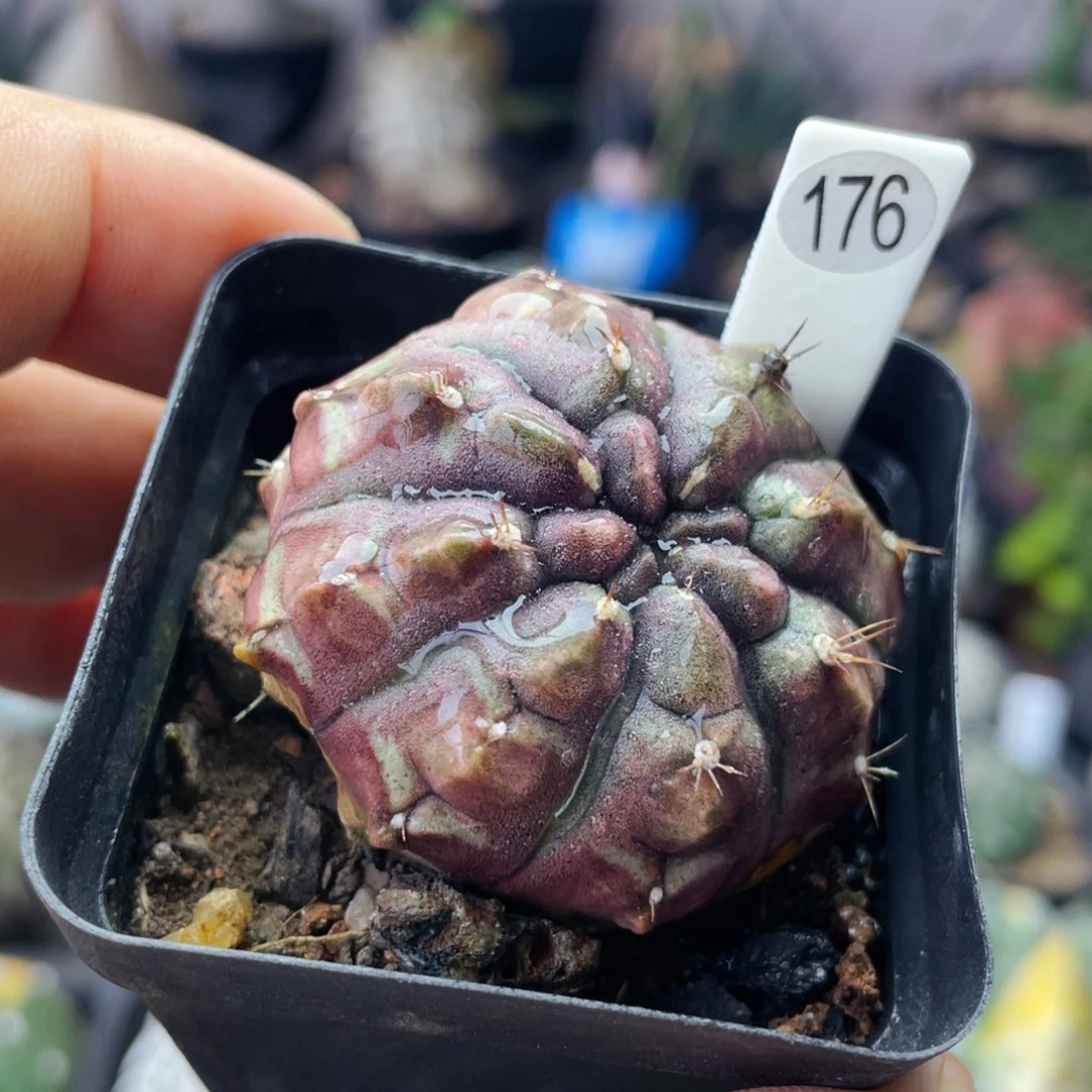 仙人球满28包邮盆5公分梦想