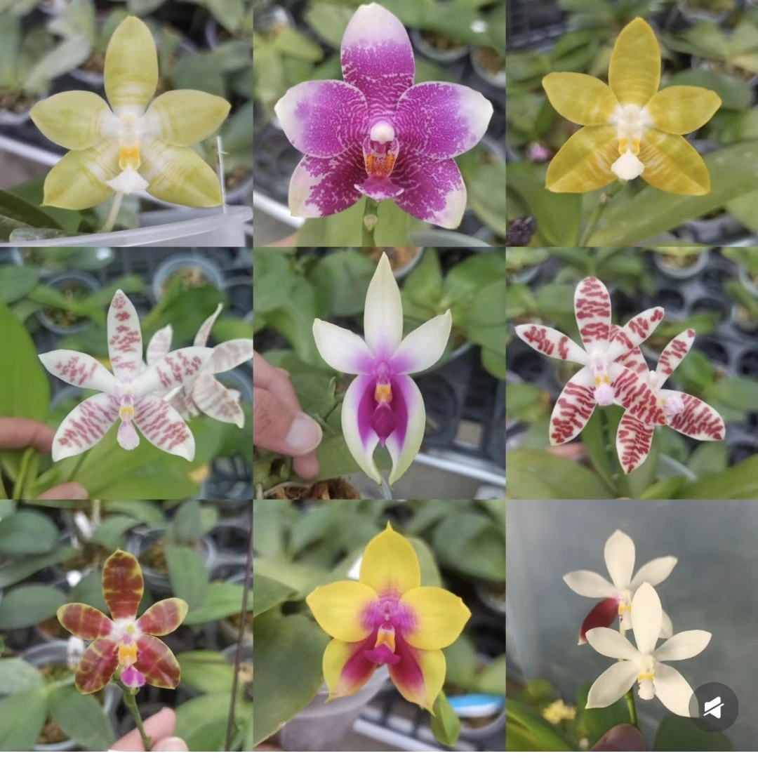 带花剑原生种1盆【盲盒】2.8寸杯（八个品种随机发一颗）