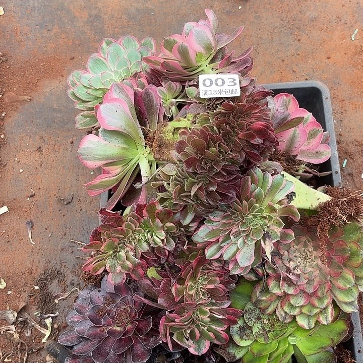 003组合法师多肉法师锦不包侧枝断枝