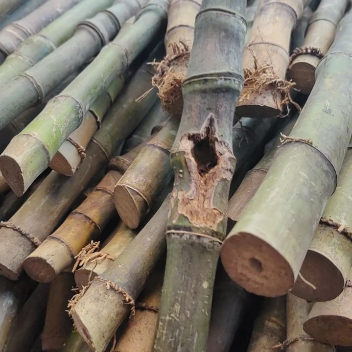 猴***ꪝ发发发发发发发FFF滴滴滴