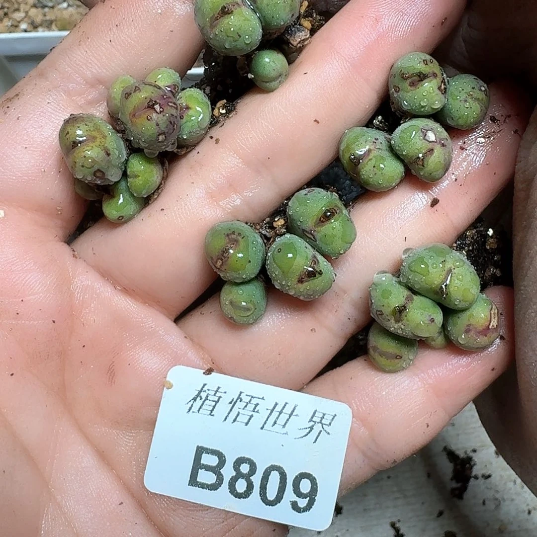 1颗一组量拍多肉植物哇fn n