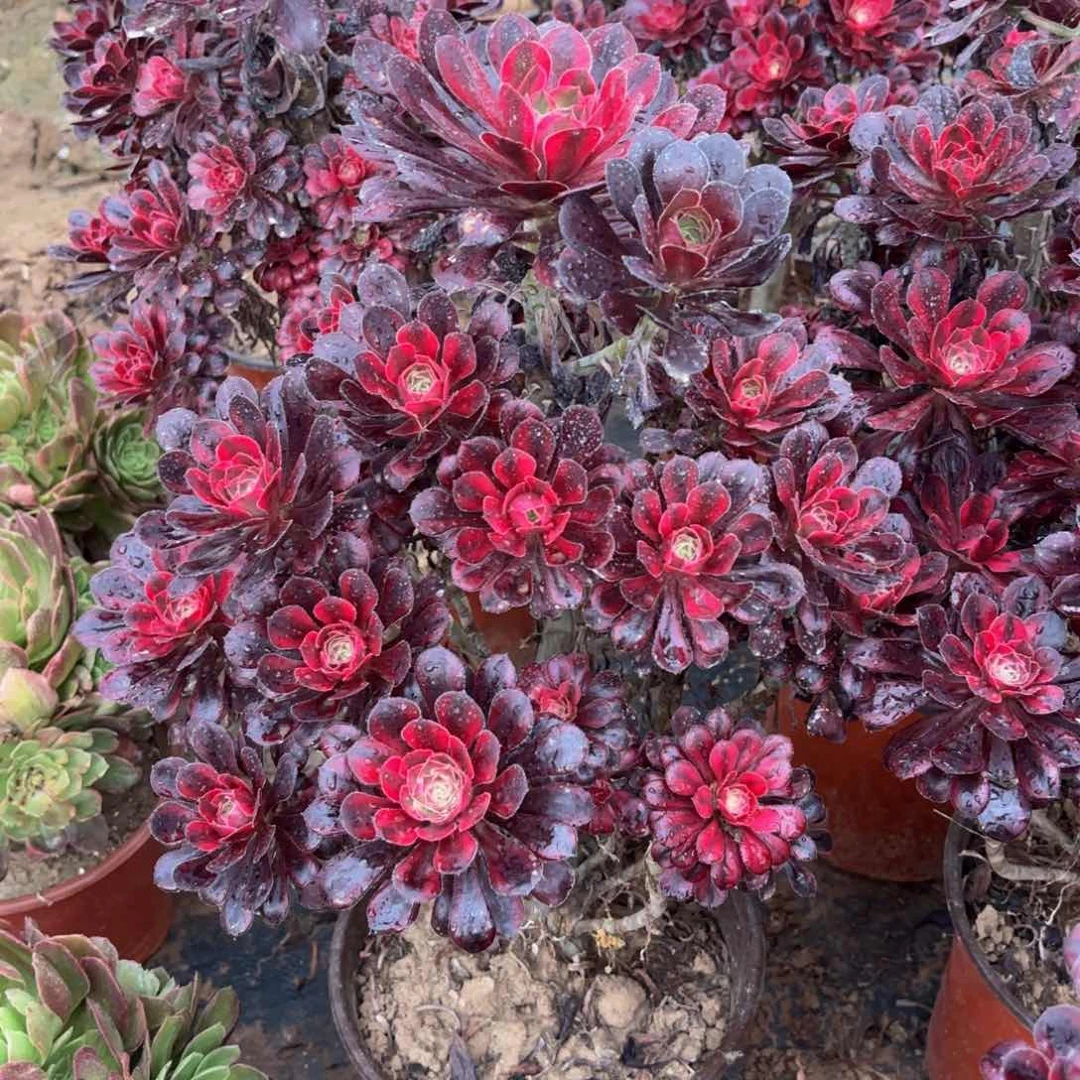 香奈儿老桩19.9福利