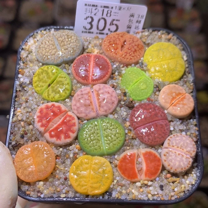 精品生石花218.305