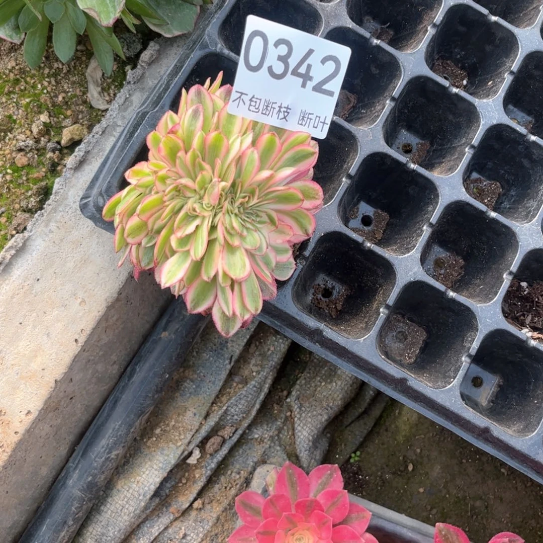 远**)342号，倾城缀化，，，