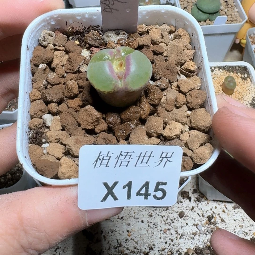 Y***i145号多肉植物哇f g