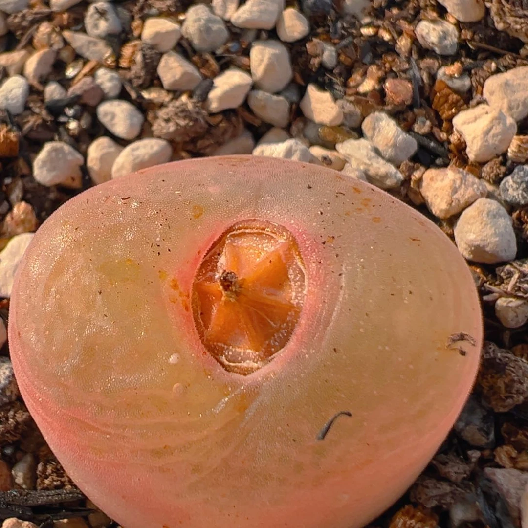 78多肉植物百科知识