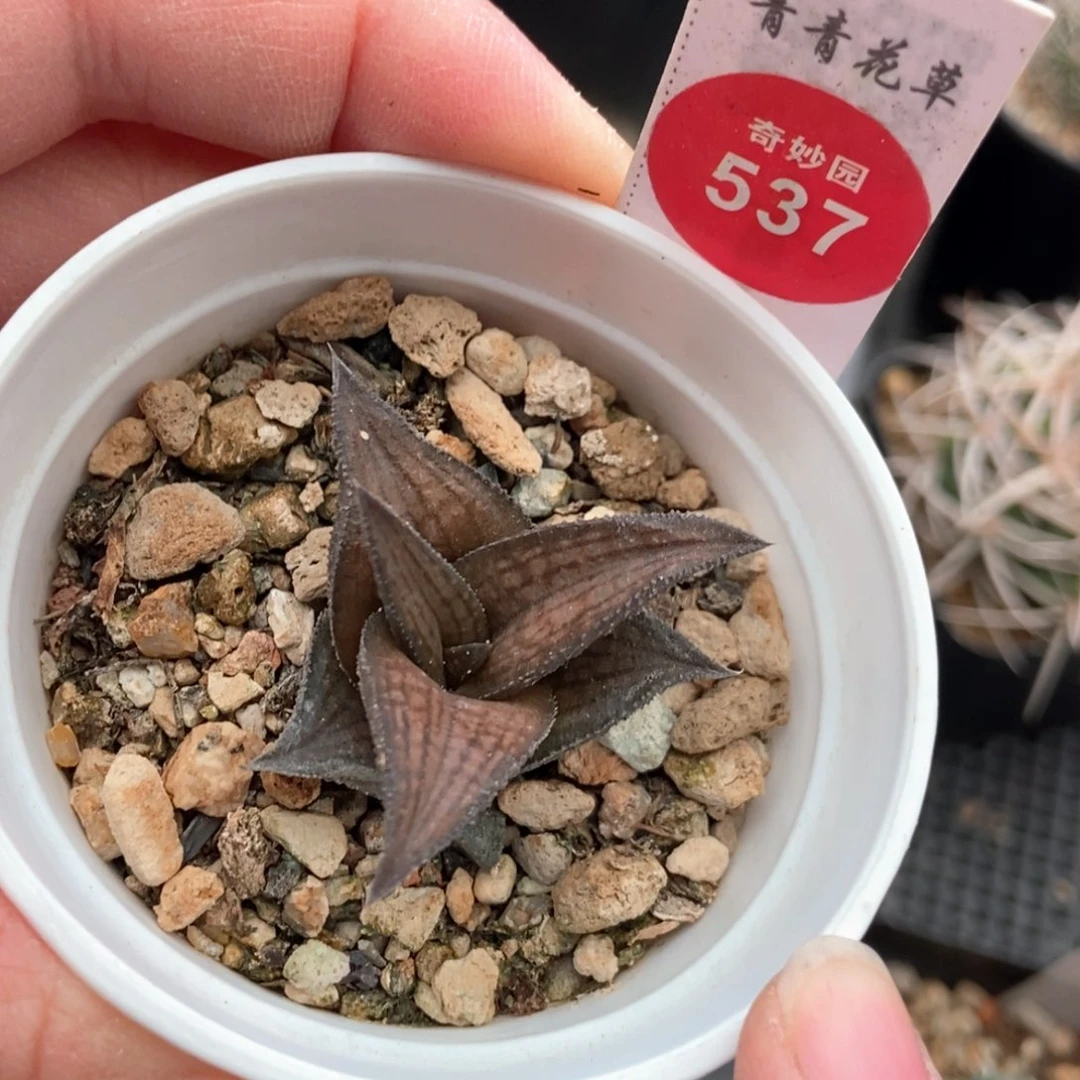 硬叶一棵仙人球36878