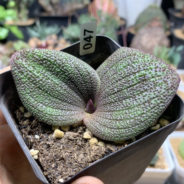 紫镜母本带盆047