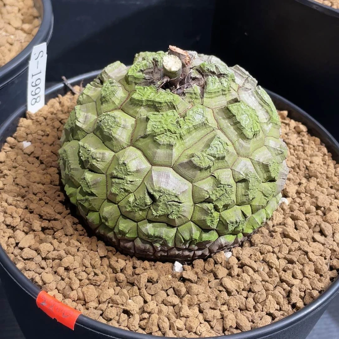 1998号龟甲龙不退不换