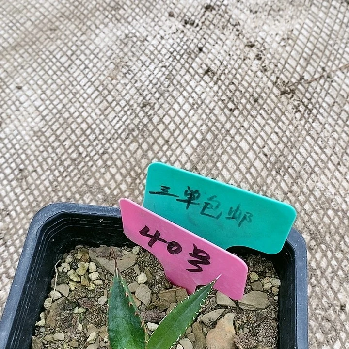 【闪购商品】无花朵龙舌兰霍利达