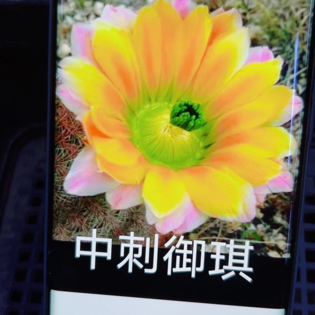 下67中刺玉琪伤口大歪无根侧芽3公分左右20包邮
