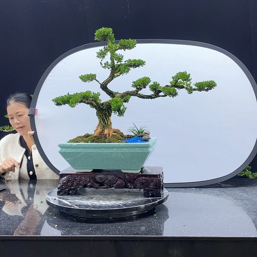 无花朵黄杨盆景艺术