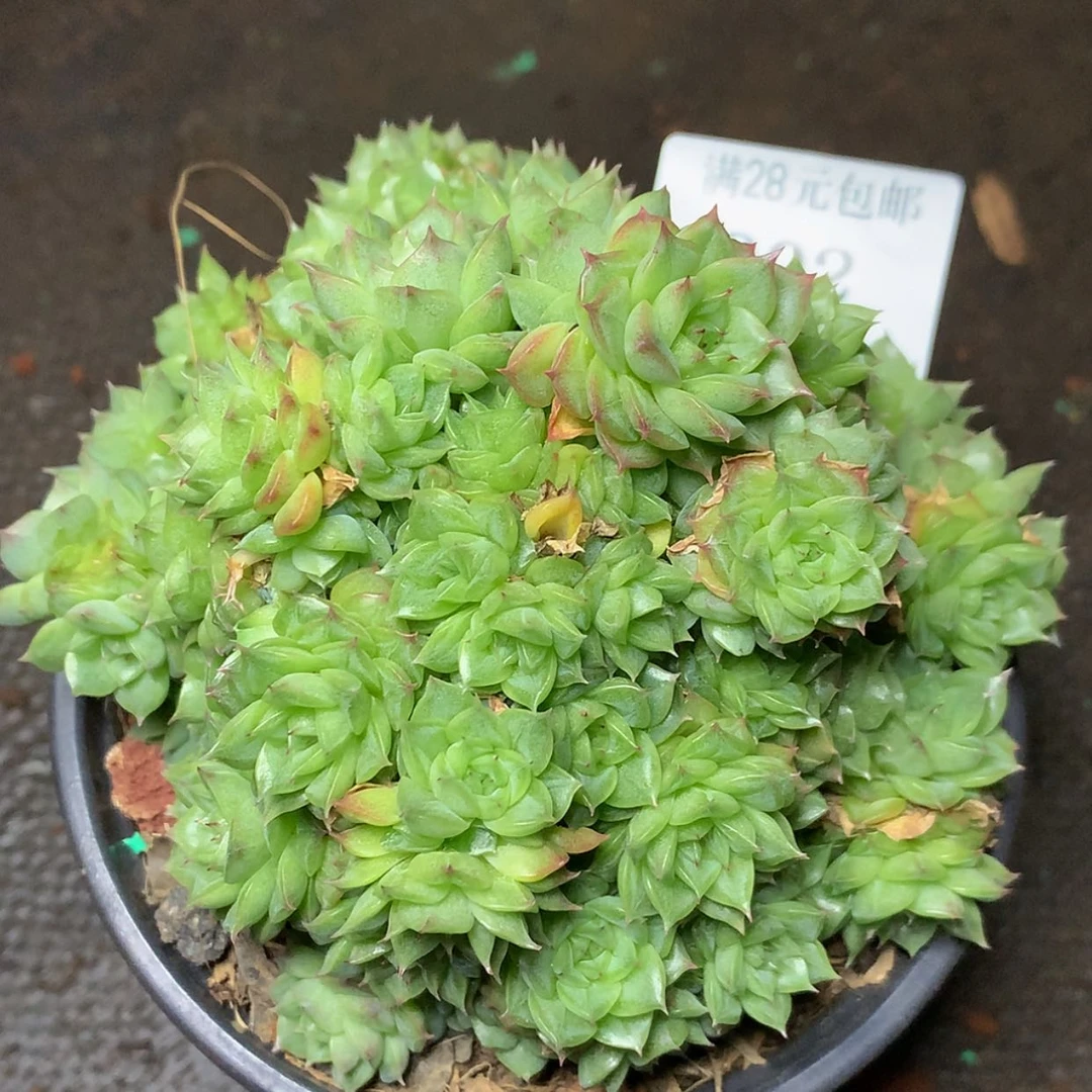 【闪购商品】云902号线