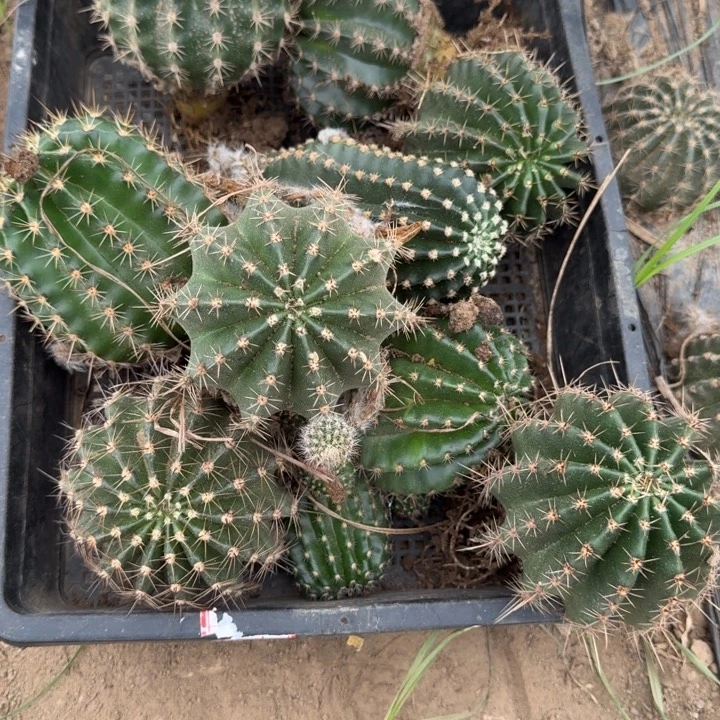 331嫁接丽花修根发货斑一个