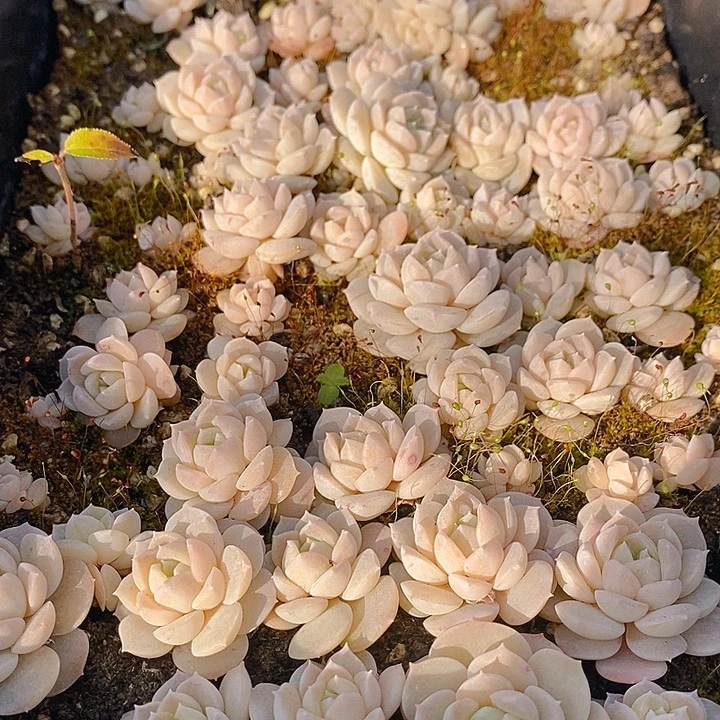 182 多肉植物盆栽花卉植物