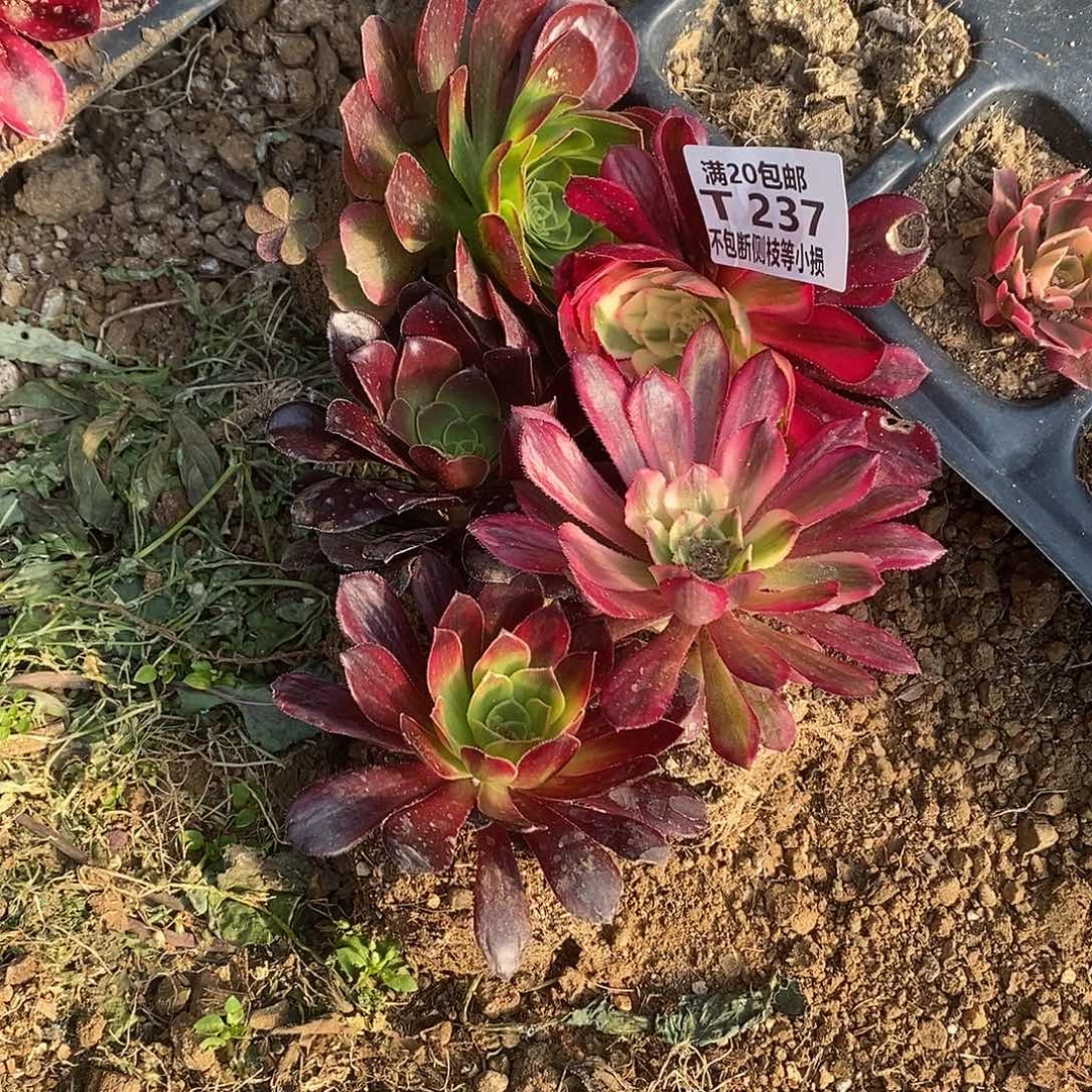 小*237五棵组合多肉法师锦