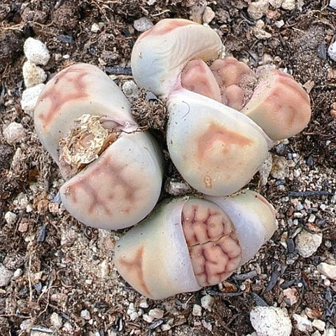 【闪购商品】25042