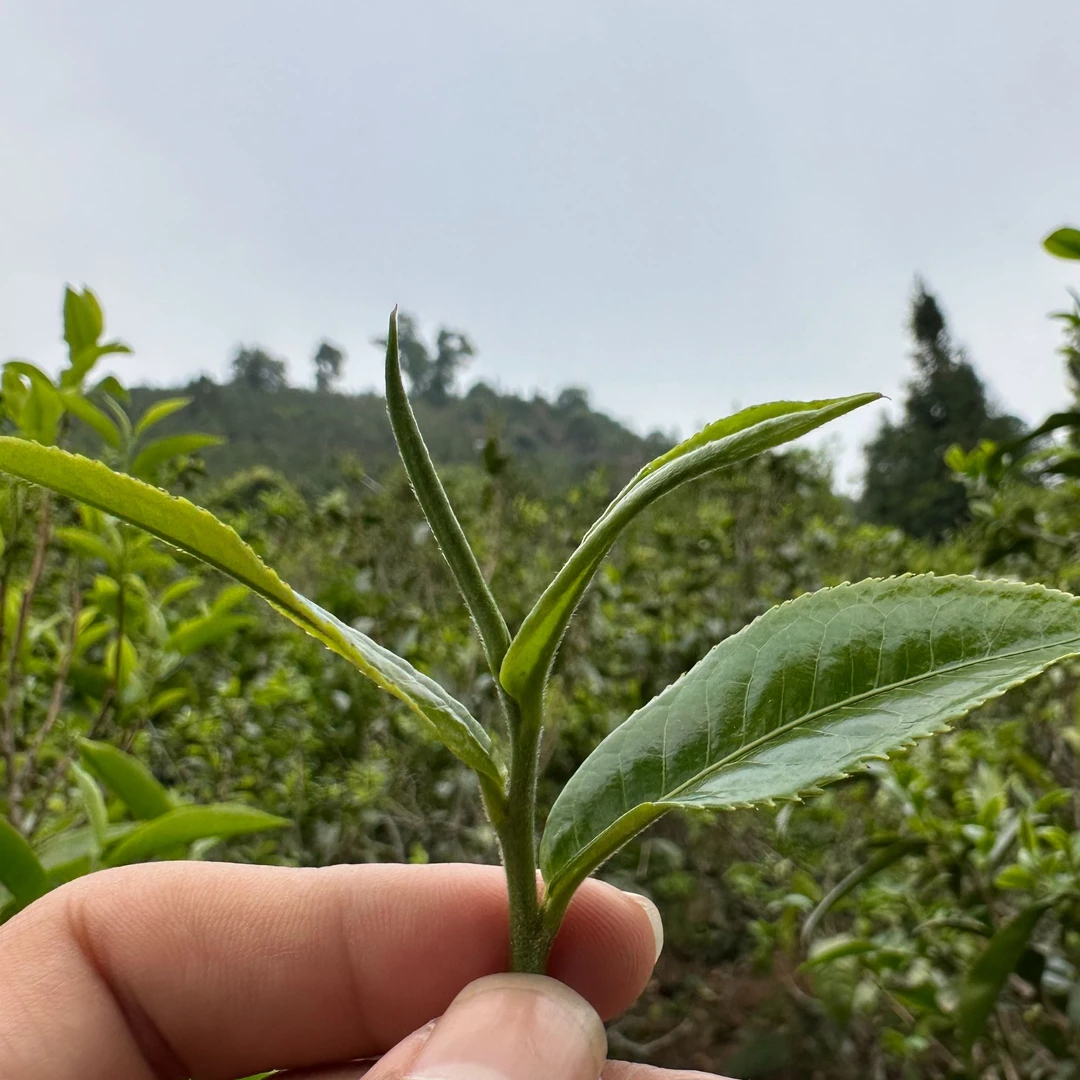 【试喝高货】2019年单山茶王普洱古树生茶