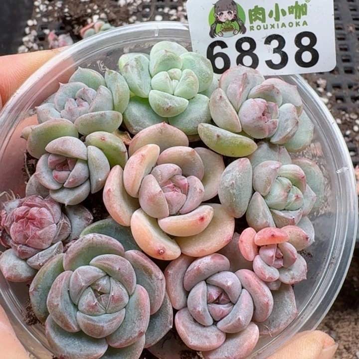 多肉植物多肉植物