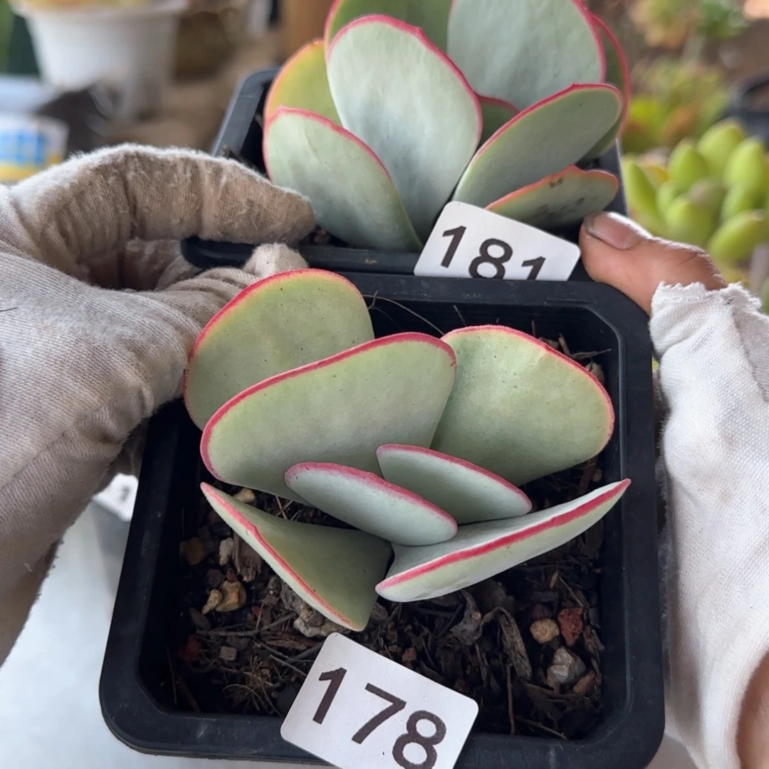 178 181号 一对 一物一拍