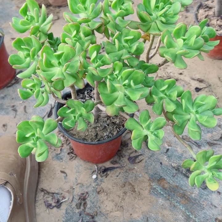 714达摩宝珠多肉z