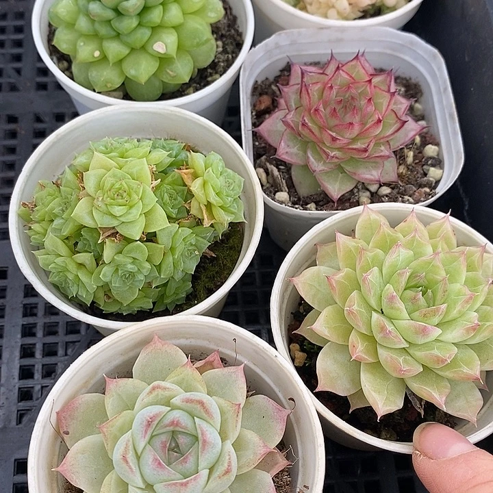 20 多肉植物盆栽花卉