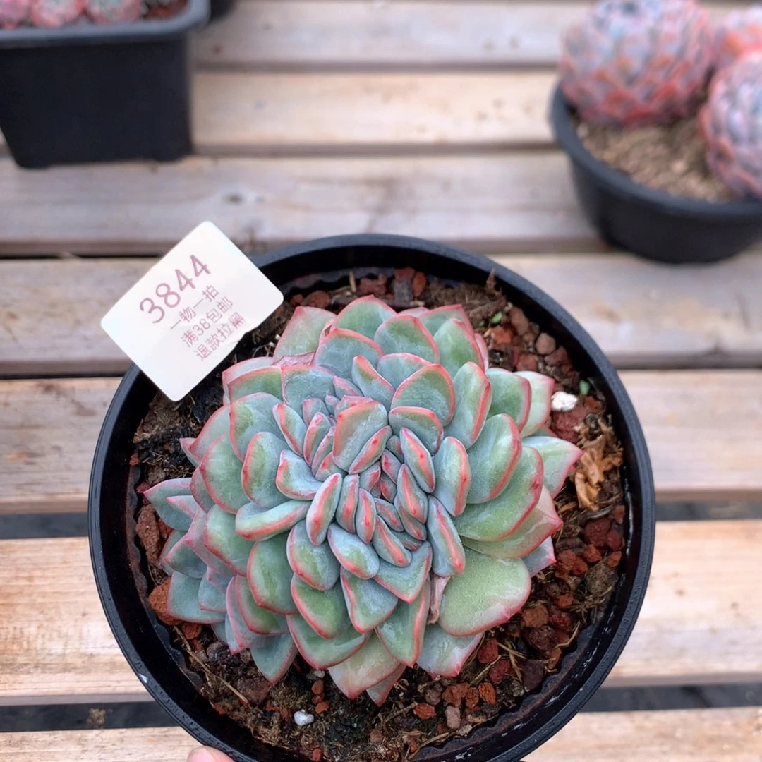 11厘米泡芙缀3844