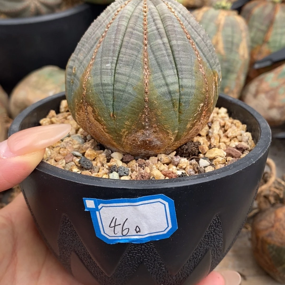 15原产地布纹球一物一拍