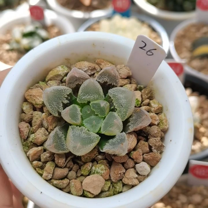 26号全窗白帝城一物一拍带盆土发货