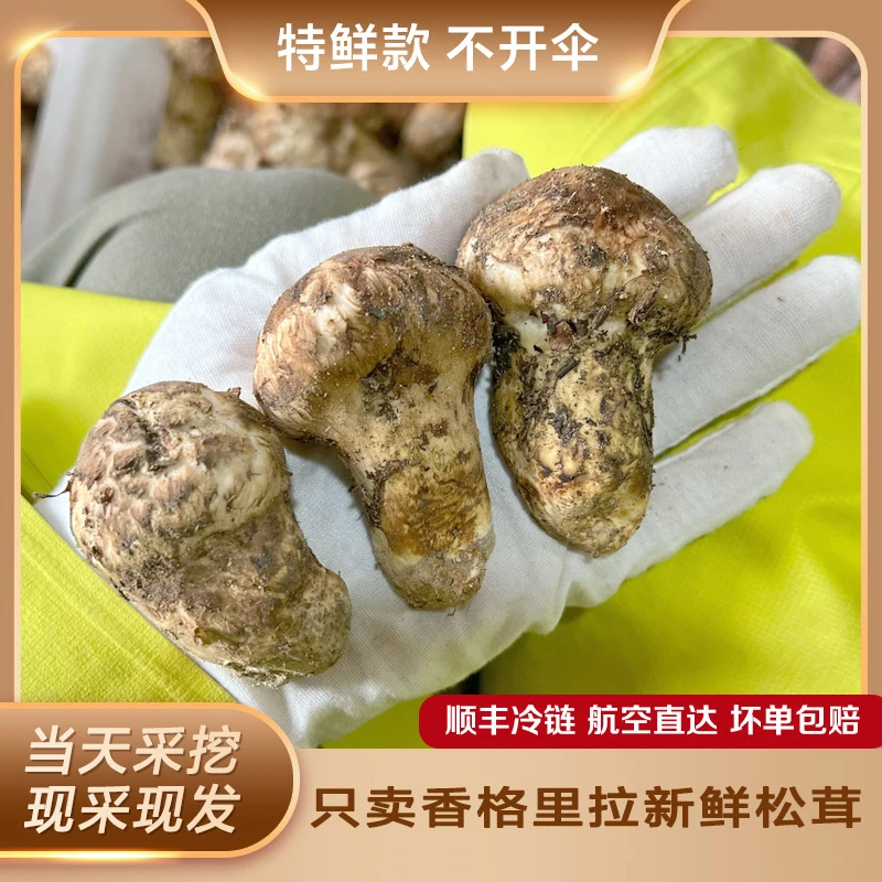 香格里拉新鲜松茸6-8cm