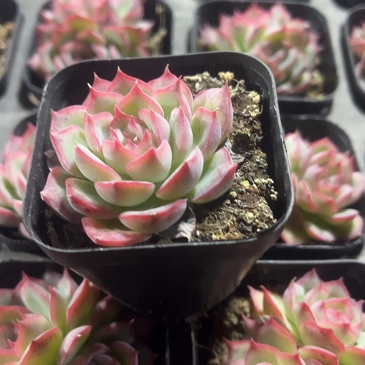 侧影精品多肉植物