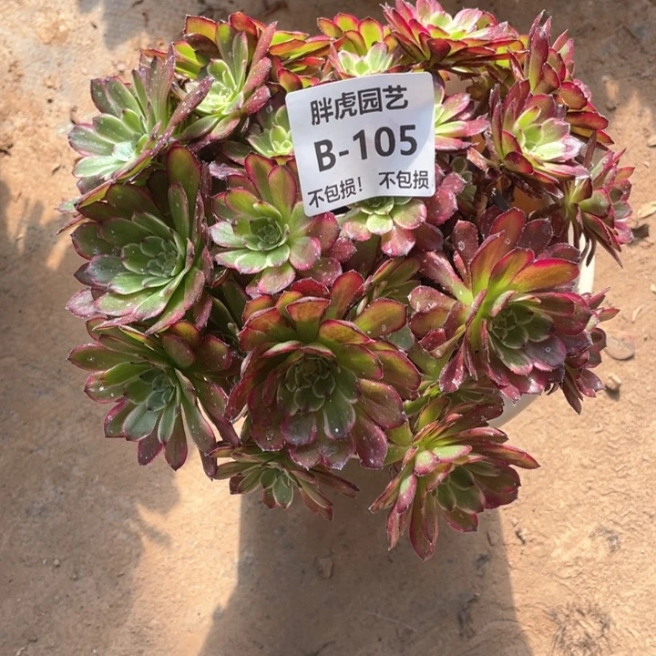 安***?105清菊多肉法师丛林